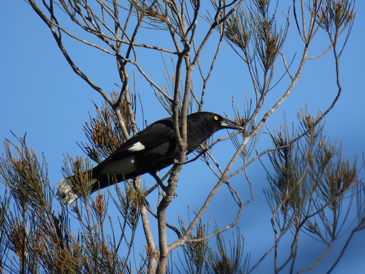 Pied Currawong - ML457608381