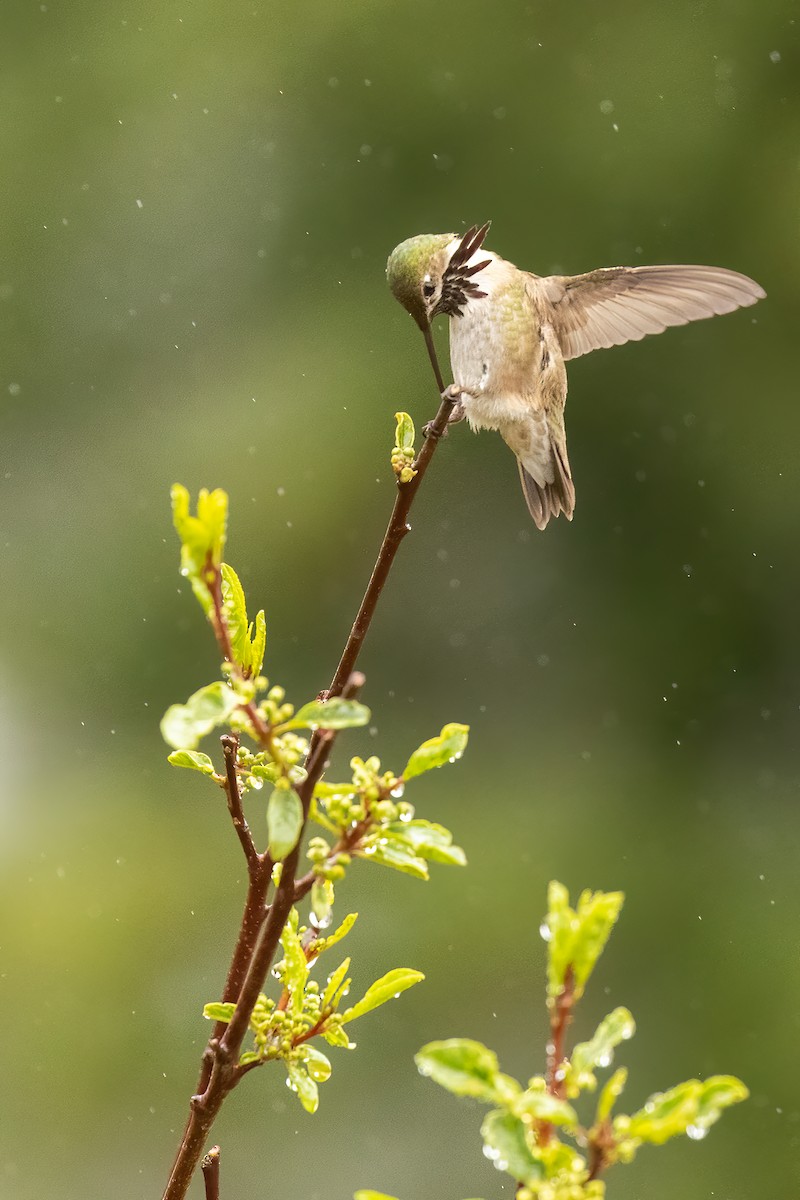 Calliope Hummingbird - ML457609321