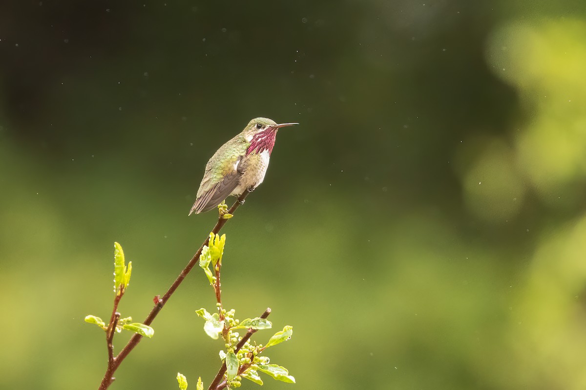 Calliope Hummingbird - ML457609341