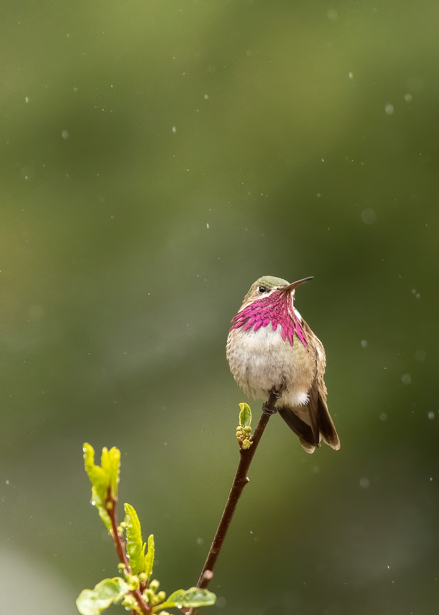 Calliope Hummingbird - ML457609351