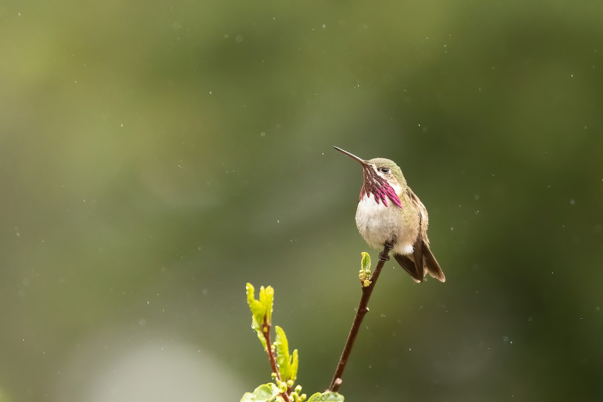 Calliope Hummingbird - ML457609361