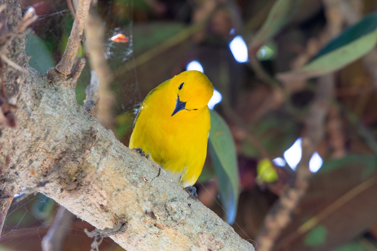 Prothonotary Warbler - ML457609541