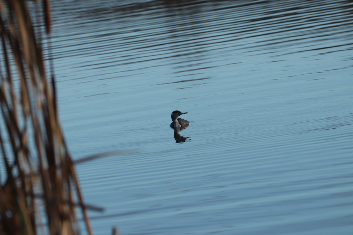 new-zealand-bird-atlas-checklist-6-jun-2022-lake-ellesmere-te