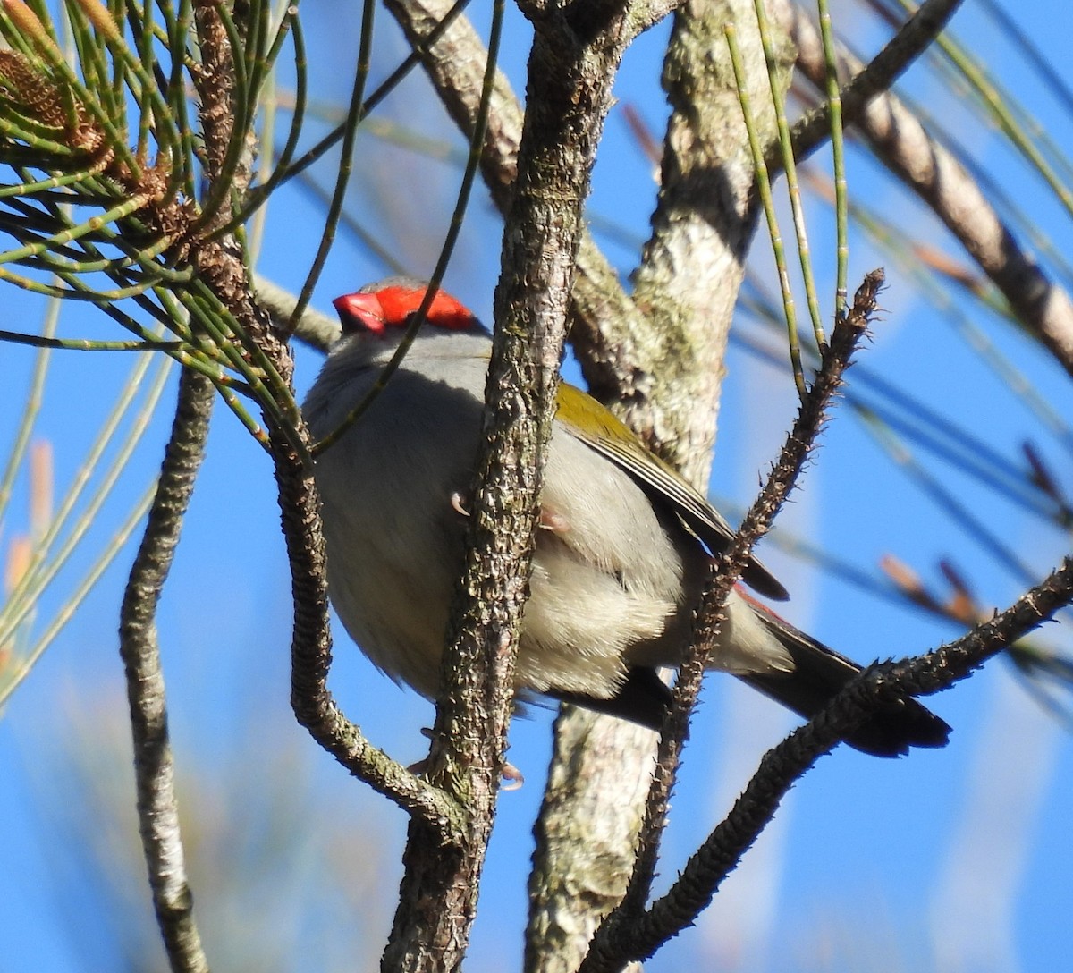Red-browed Firetail - ML457612361