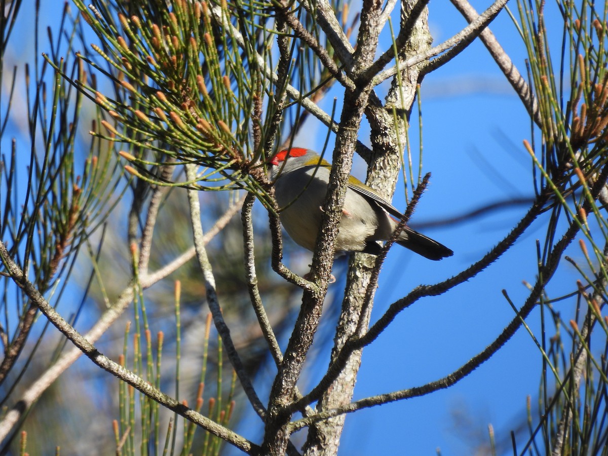 Red-browed Firetail - ML457612371
