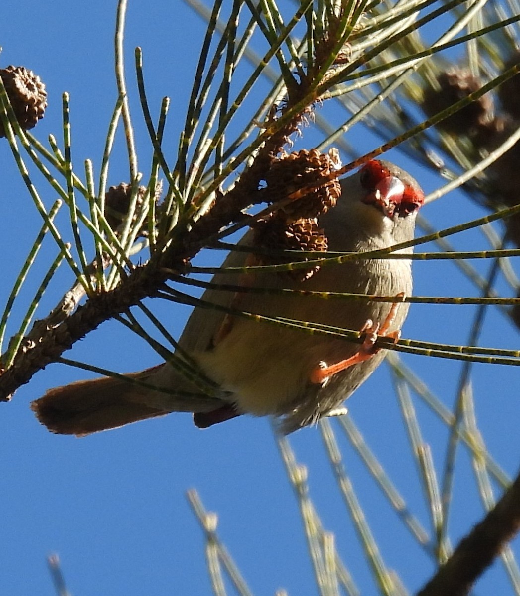 Red-browed Firetail - ML457612441