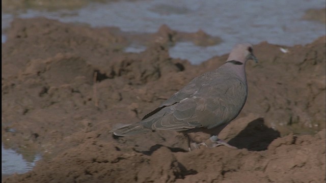 Ring-necked Dove - ML457614