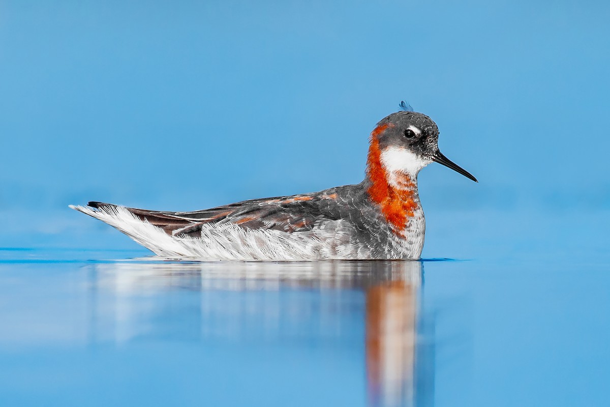 Phalarope à bec étroit - ML457622701