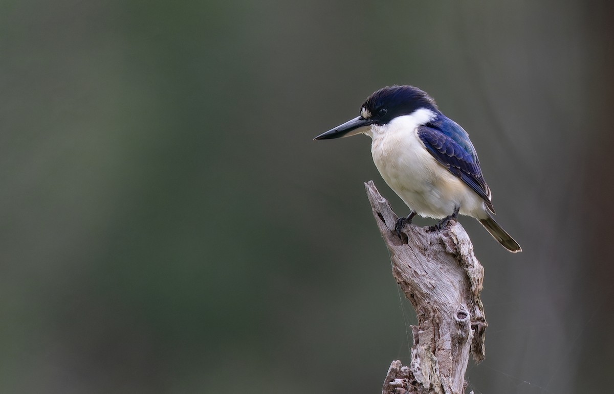 Forest Kingfisher - ML457623011