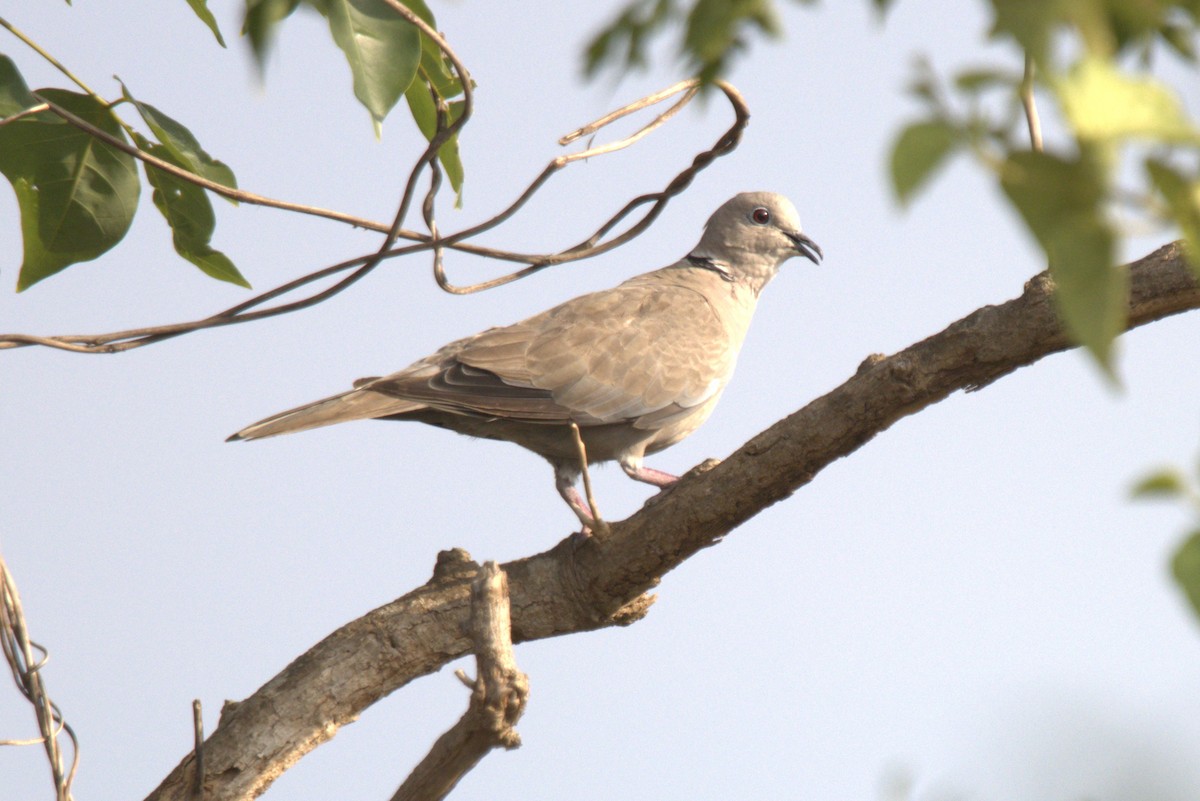 Eurasian Collared-Dove - ML457624931