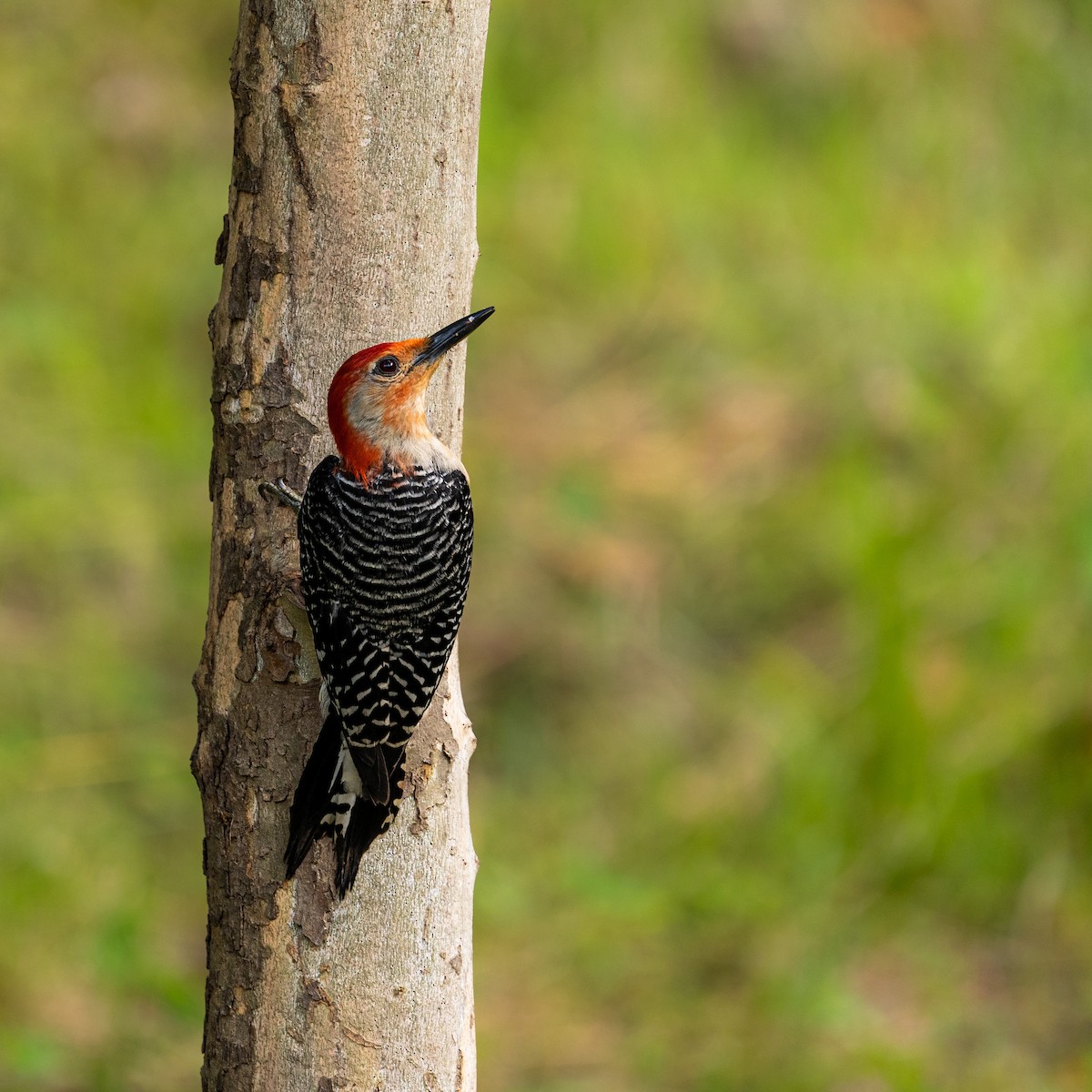 Red-bellied Woodpecker - ML457626891