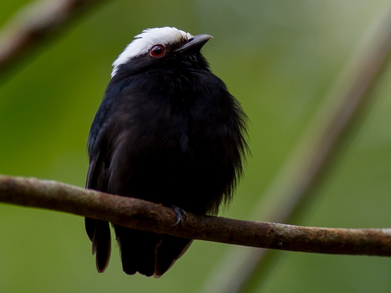 White-crowned Manakin - Joao Quental JQuental