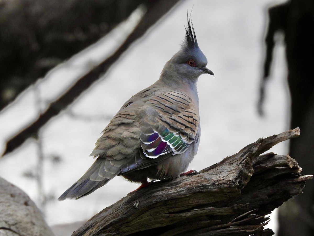 Crested Pigeon - ML457636111