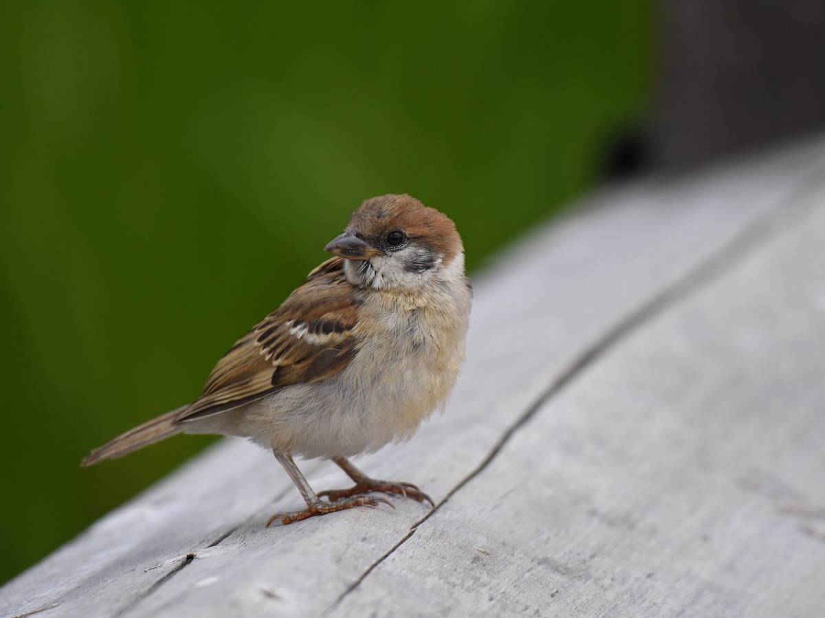 Eurasian Tree Sparrow - ML457637491
