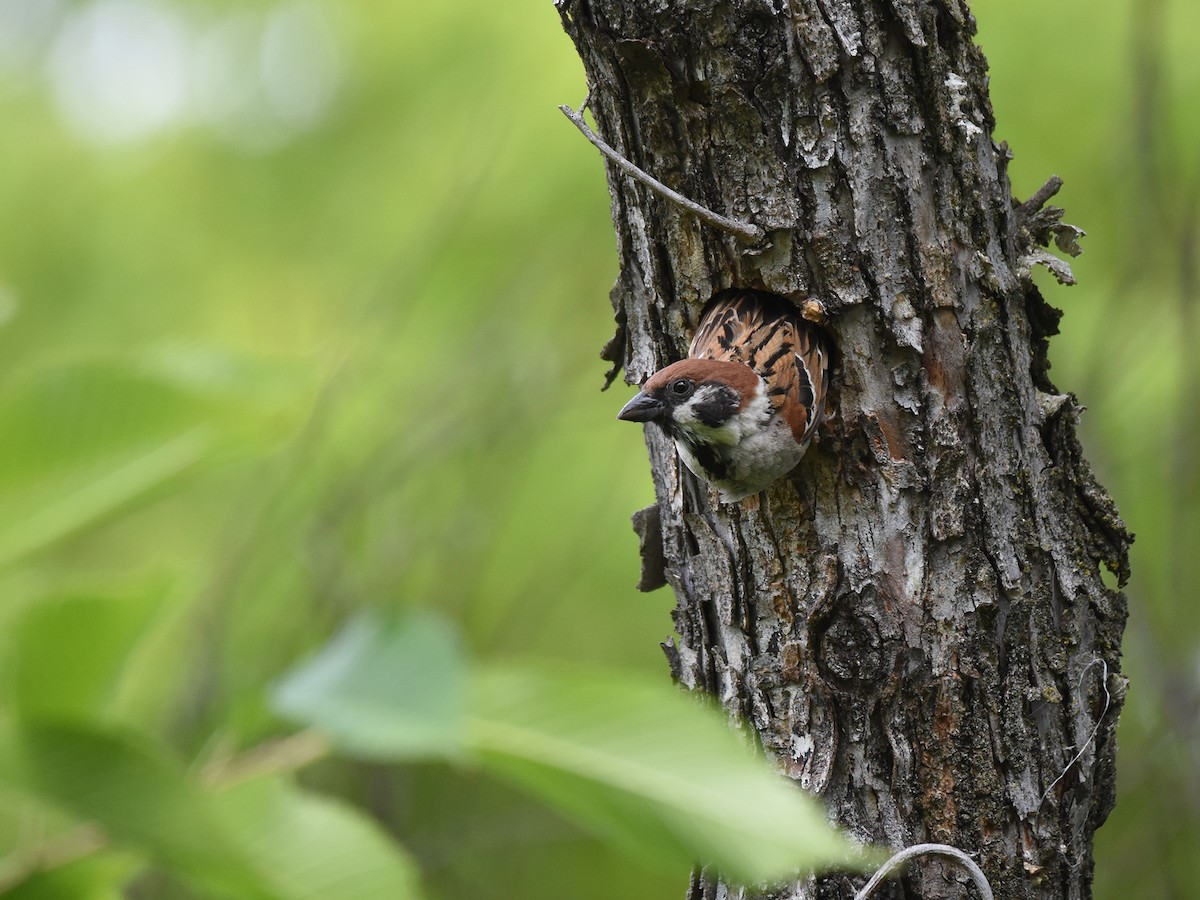 Eurasian Tree Sparrow - ML457637501