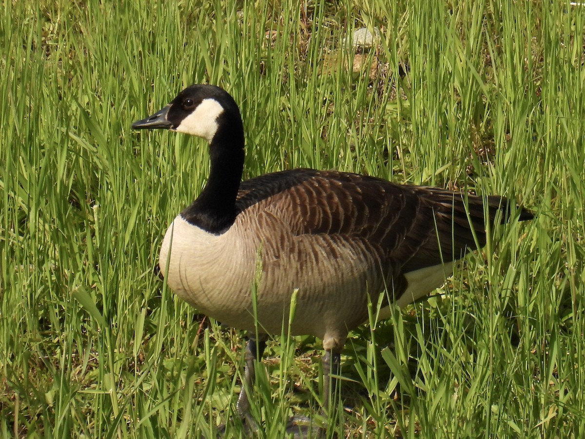 Canada Goose - Jeanne  Tucker