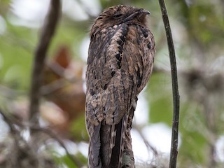 Common Potoo - Nyctibius griseus - Birds of the World