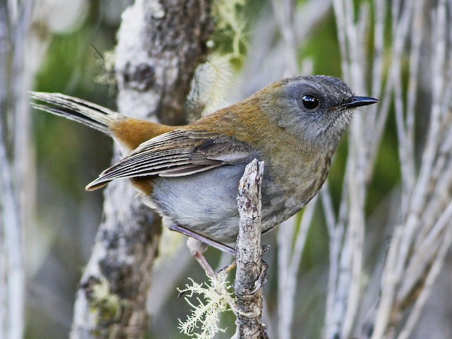 Adult - Black-billed Nightingale-Thrush - 