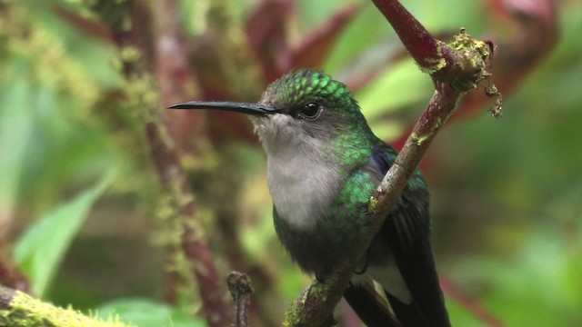 kolibřík vidloocasý [skupina fannyae] - ML457644