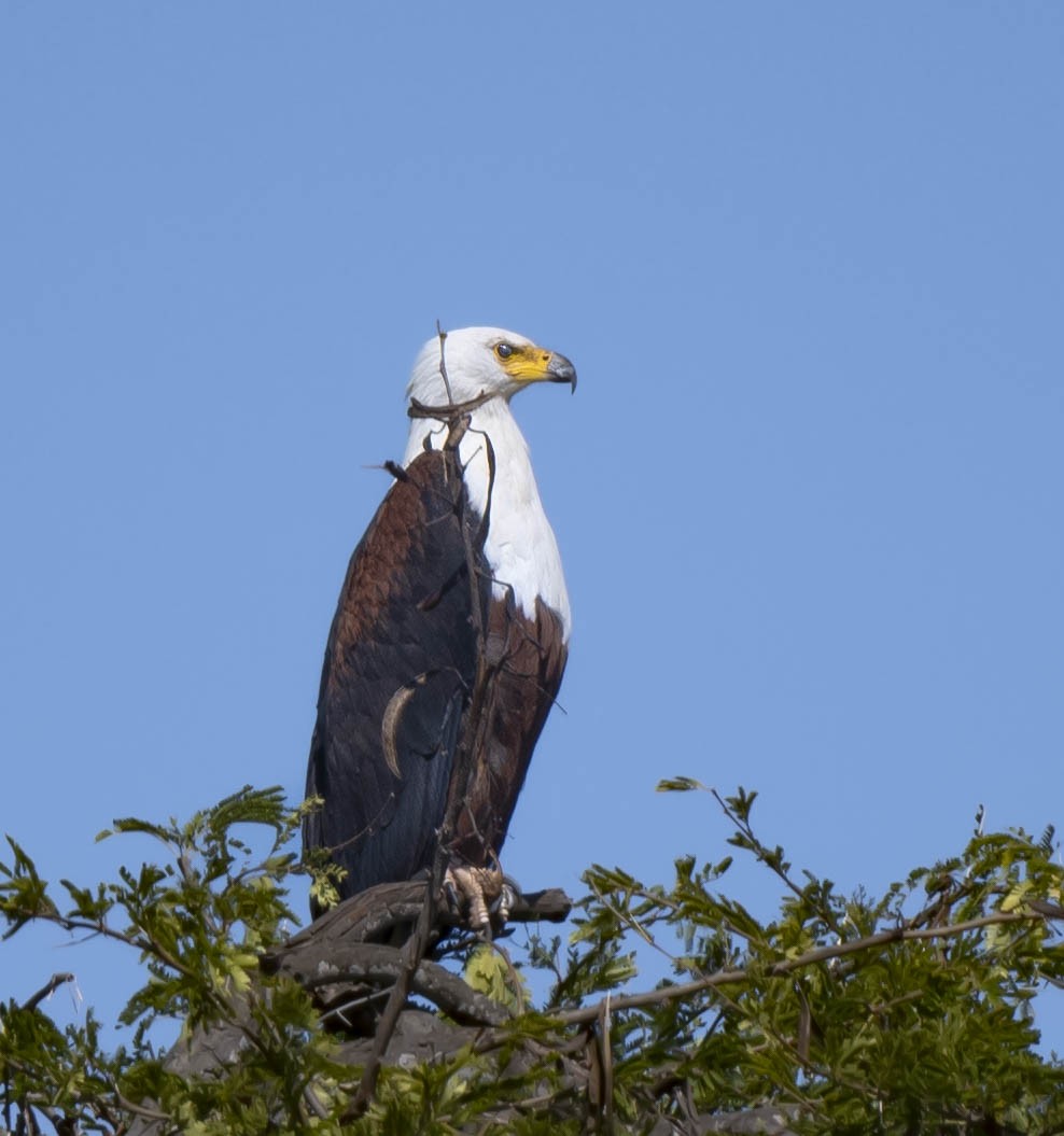African Fish-Eagle - ML457646281