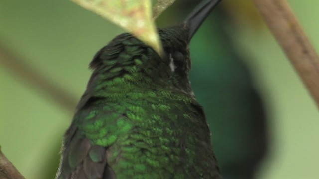 Green-crowned Brilliant - ML457647