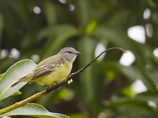  - Yellow-crowned Tyrannulet