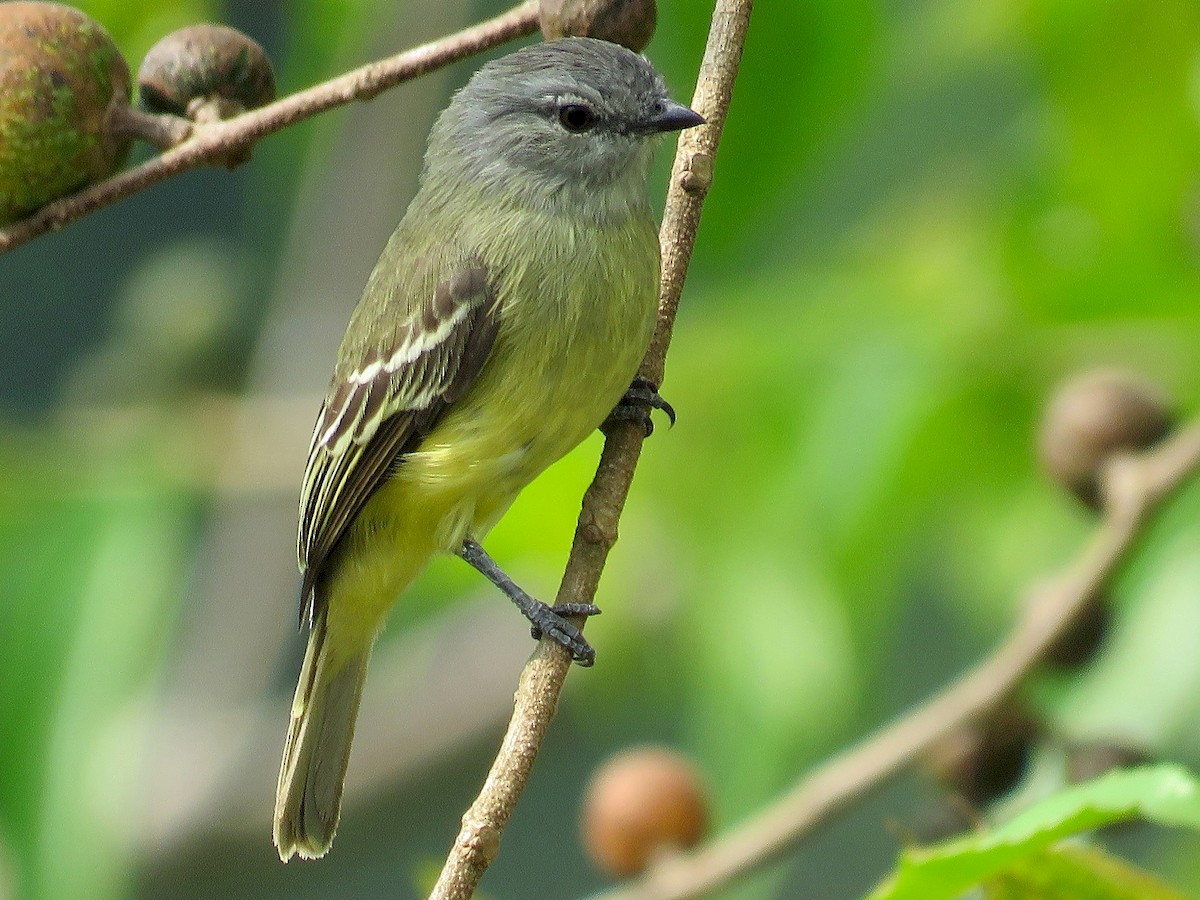 Yellow-crowned Tyrannulet - Tyrannulus elatus - Birds of the World