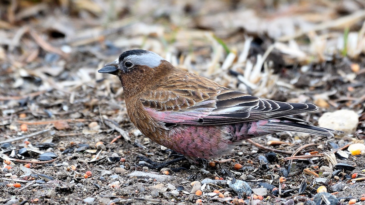 Gray-crowned Rosy-Finch - ML457652371