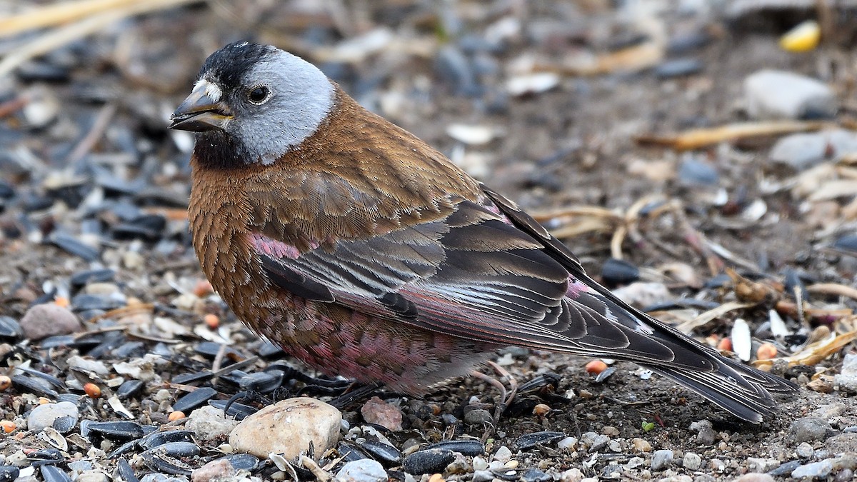 Gray-crowned Rosy-Finch - ML457652411