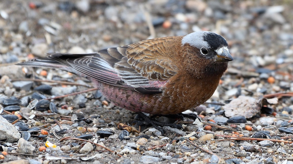 Gray-crowned Rosy-Finch - ML457652481