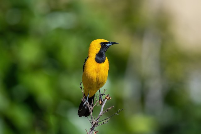 Hooded Oriole - eBird