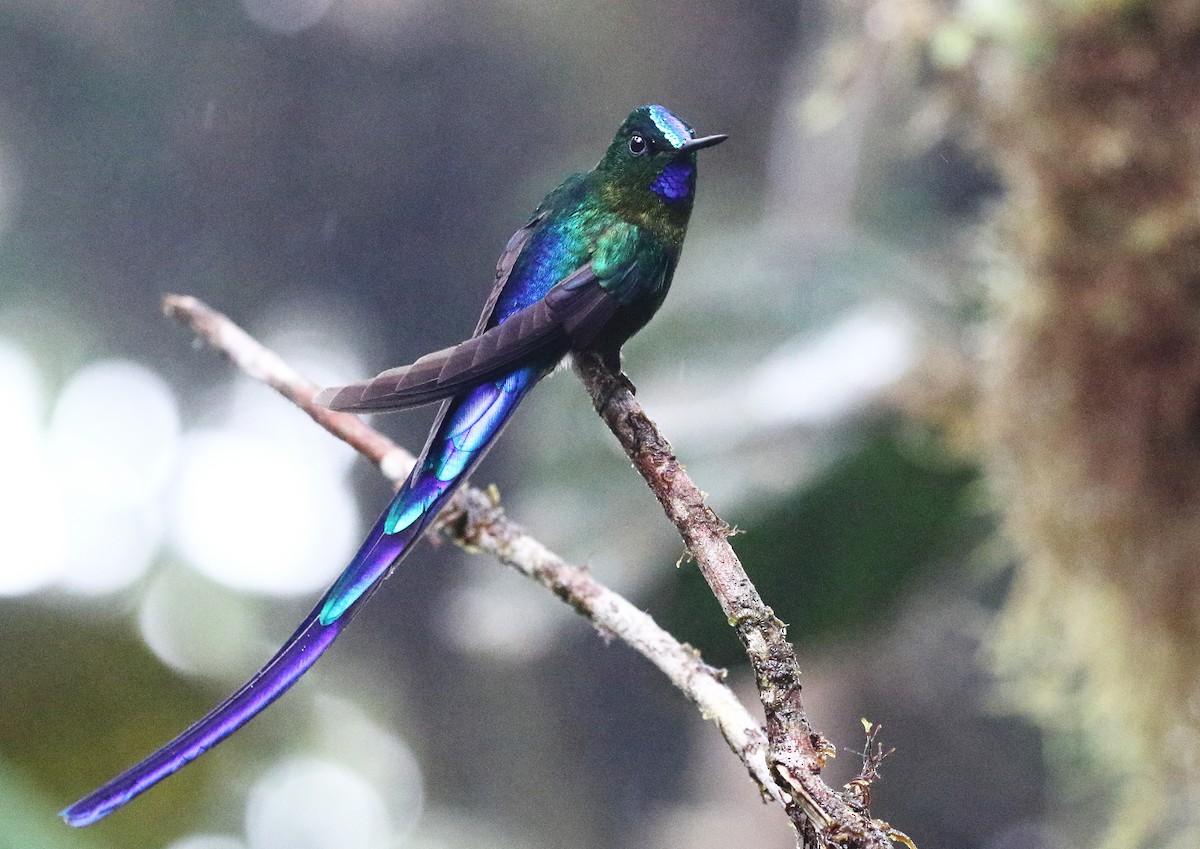 Violet-tailed Sylph - ML457652911