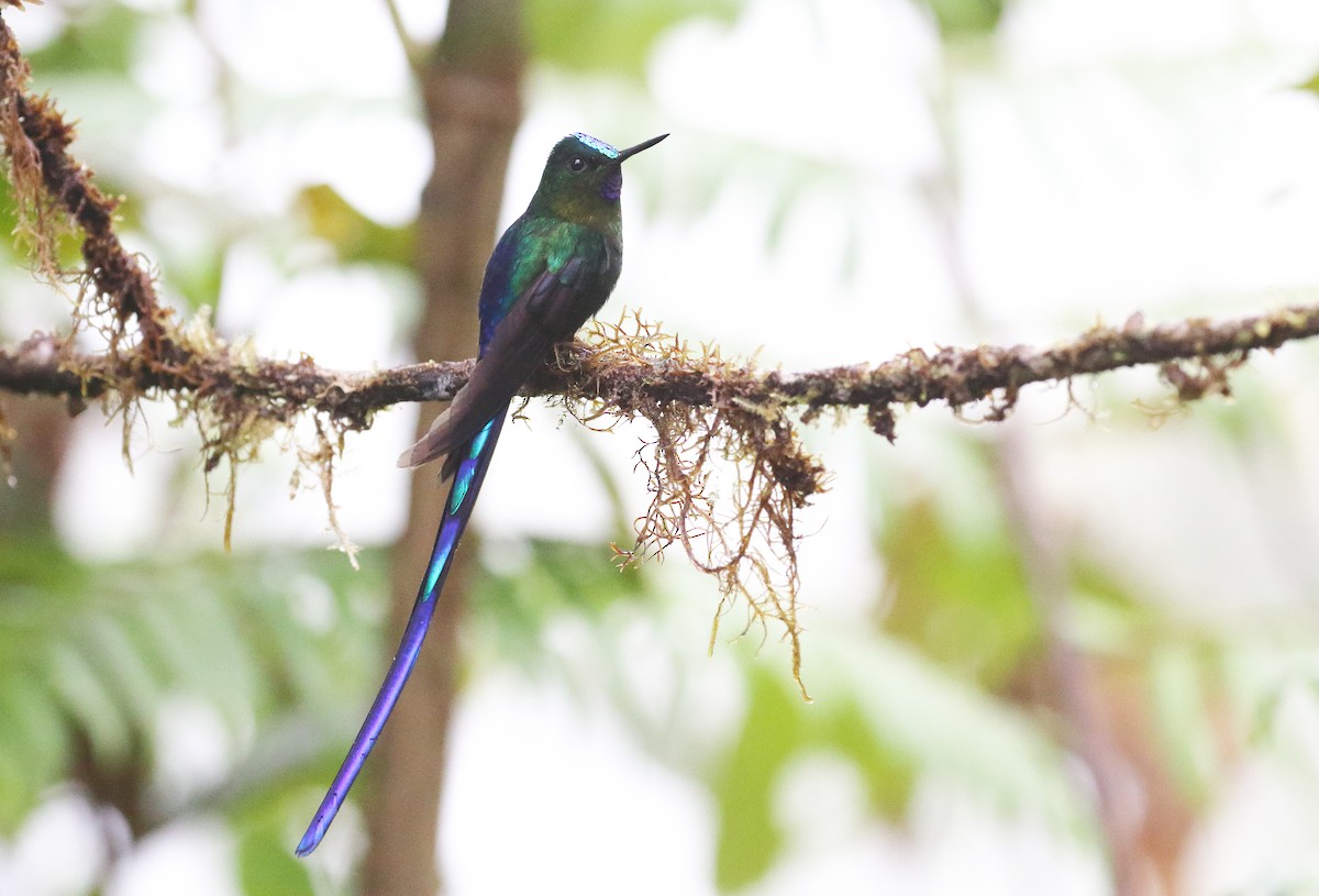 Violet-tailed Sylph - ML457652941