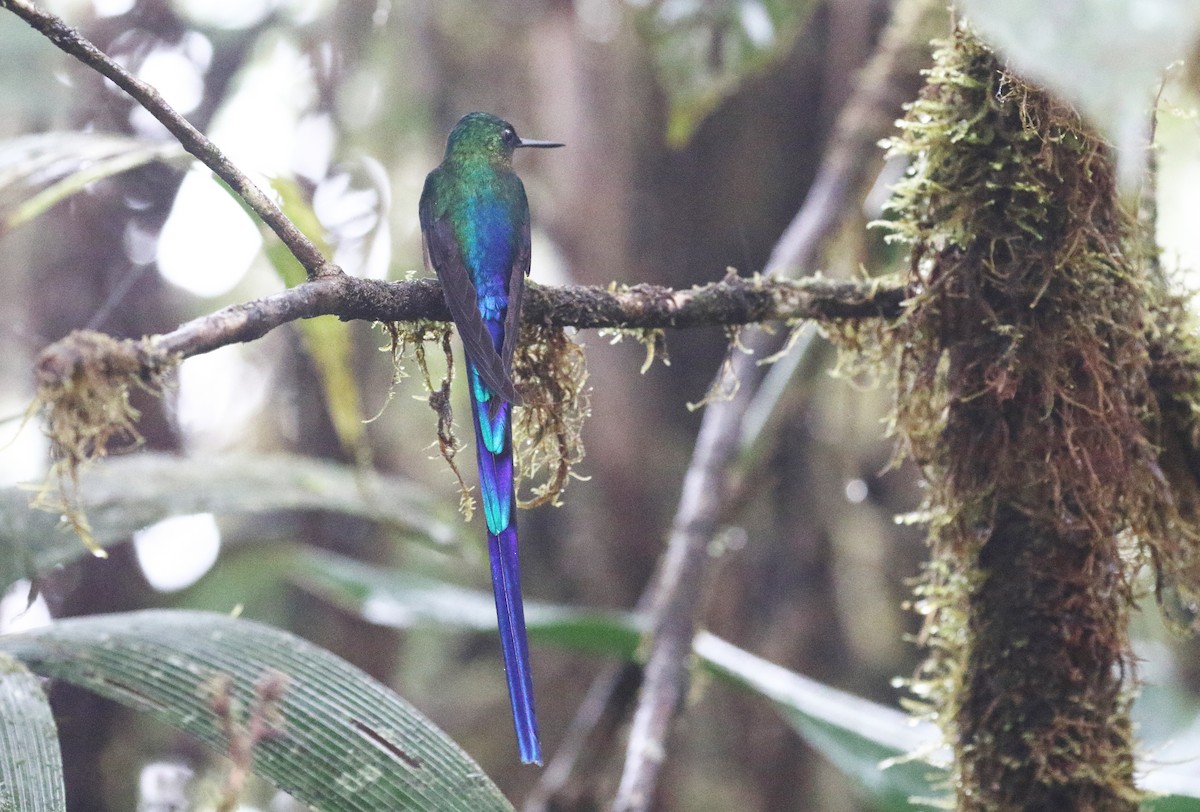 Violet-tailed Sylph - ML457652981
