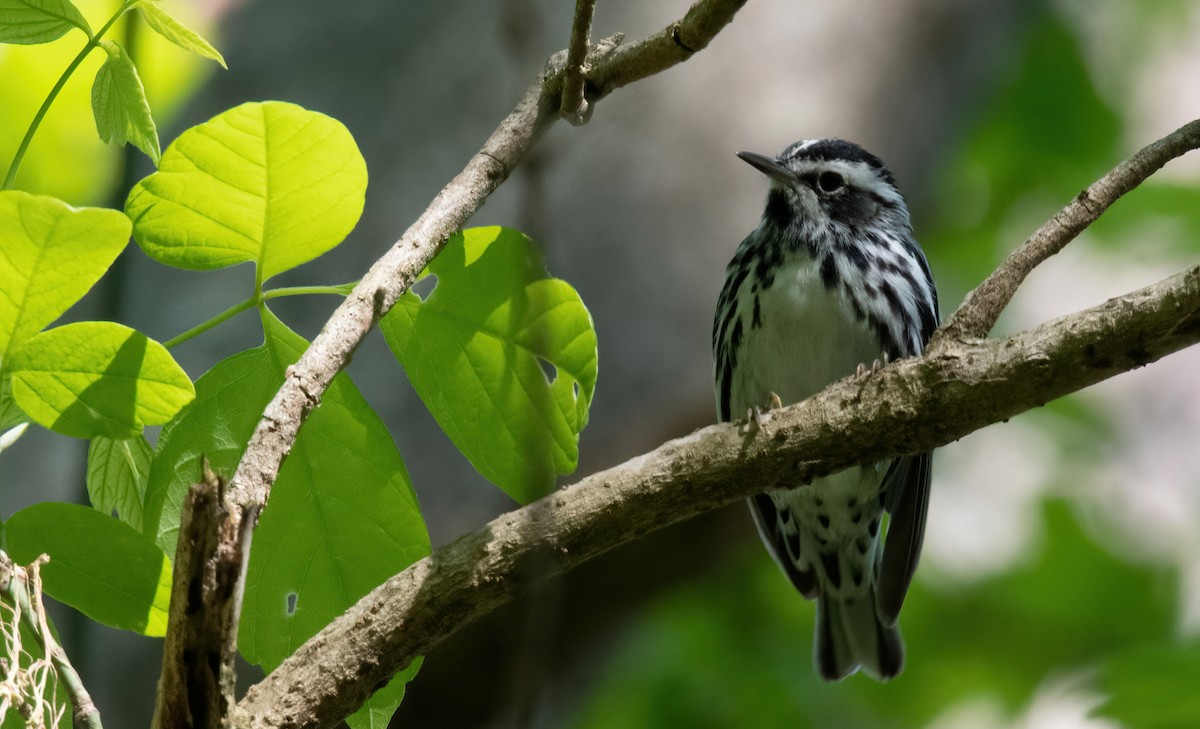 Black-and-white Warbler - ML457658301