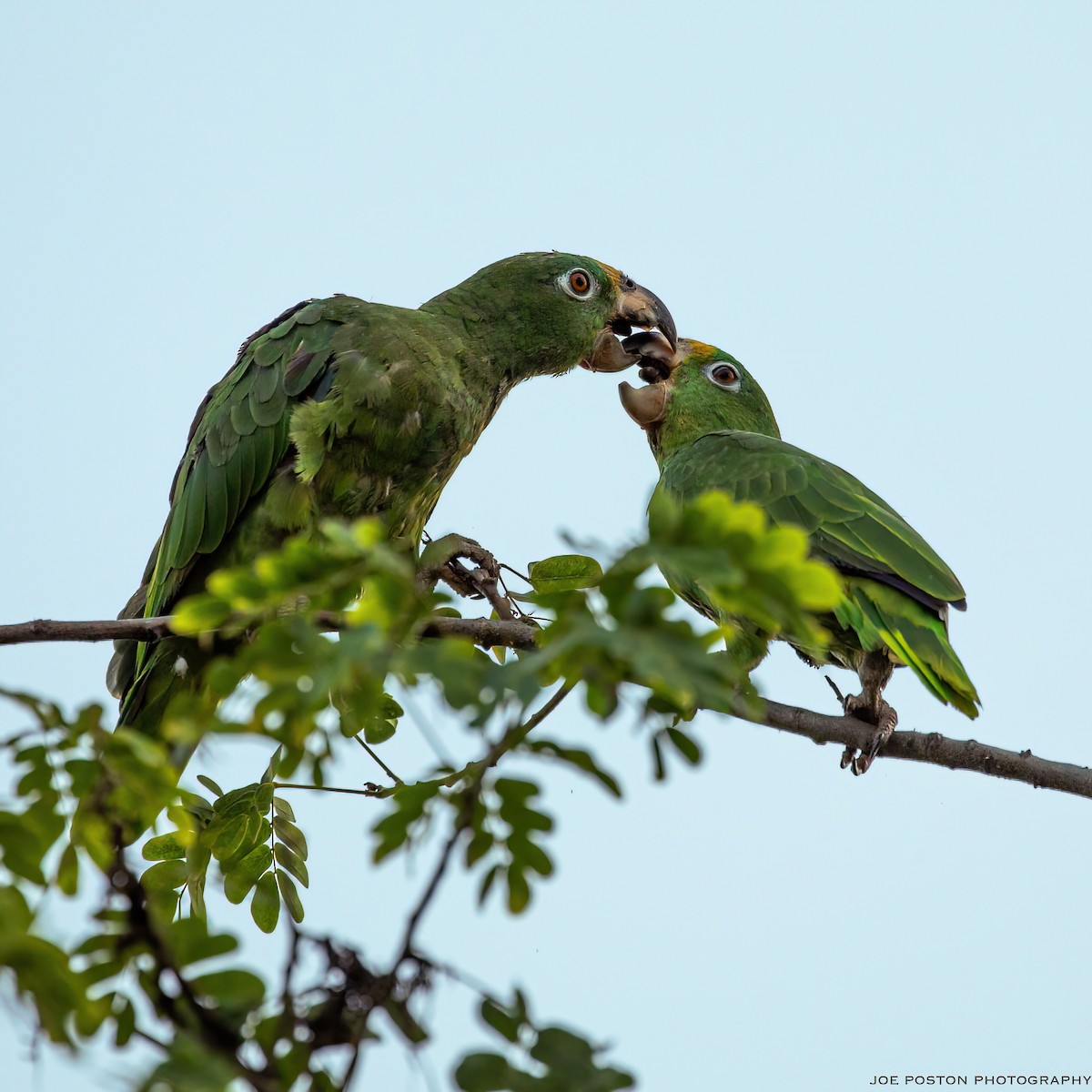 Yellow-crowned Parrot - ML457660261