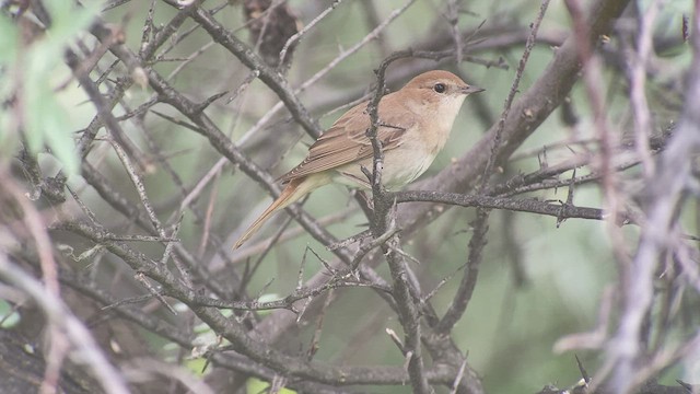 Common Nightingale - ML457661711