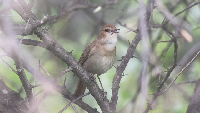Common Nightingale - ML457661881