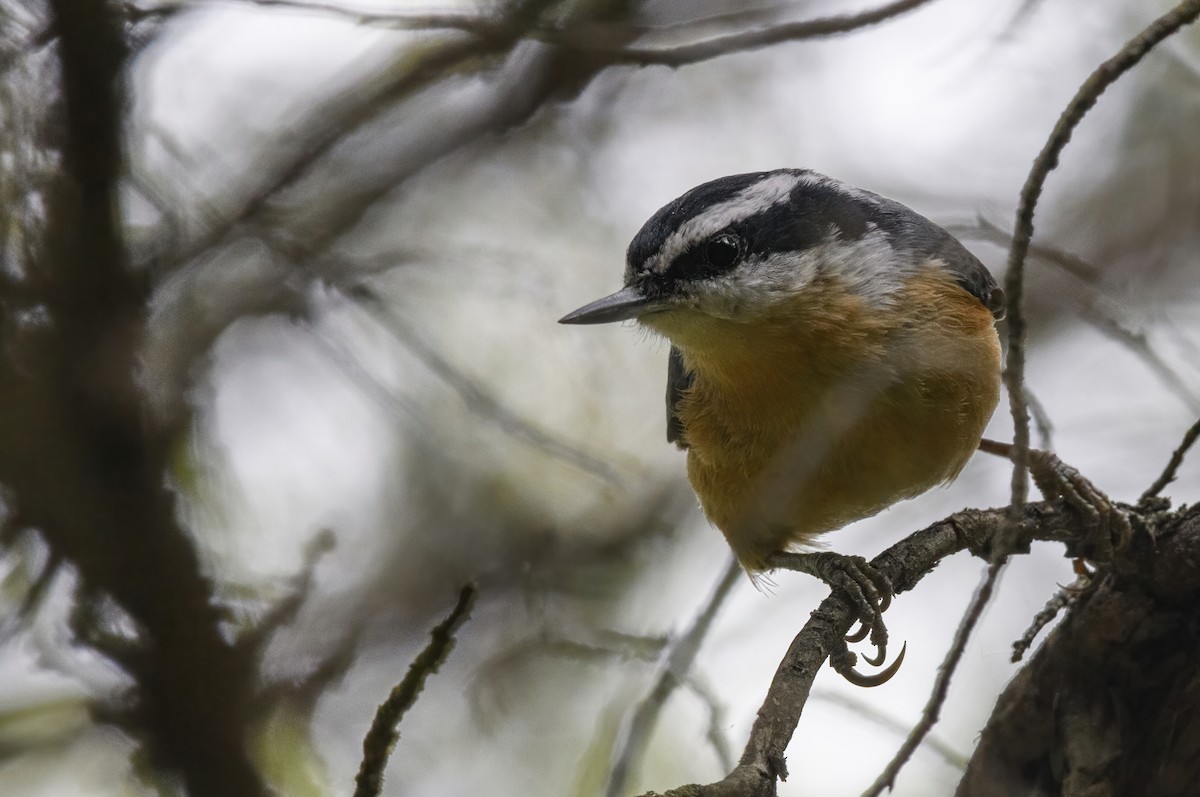 Red-breasted Nuthatch - ML457662131