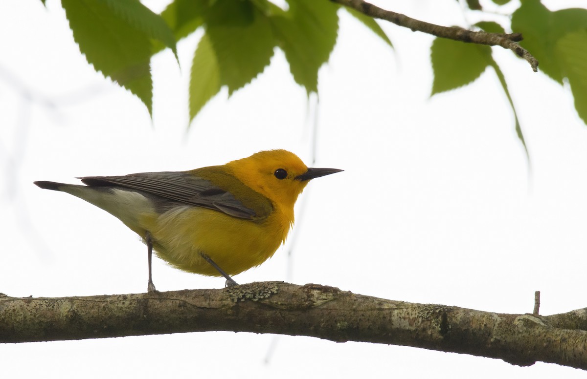 Prothonotary Warbler - ML457662291
