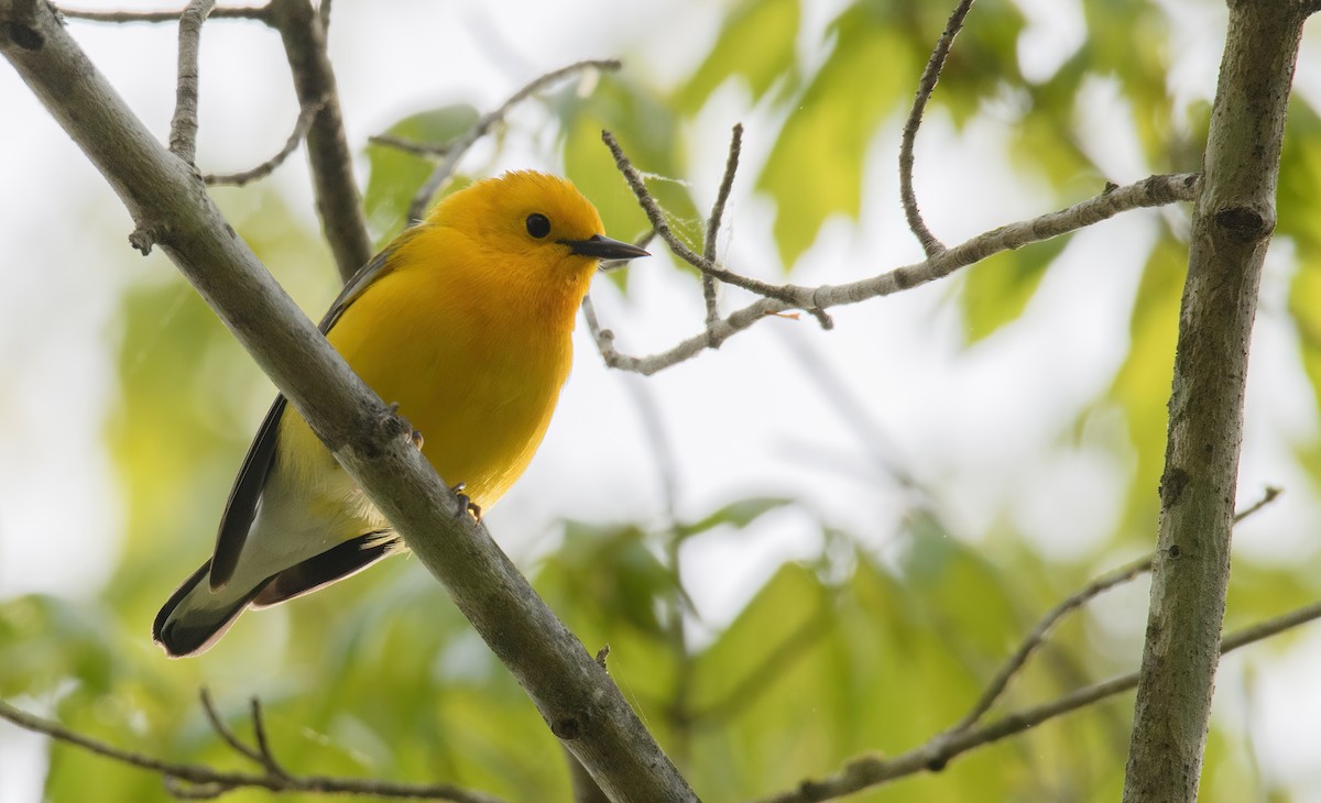Prothonotary Warbler - ML457662351