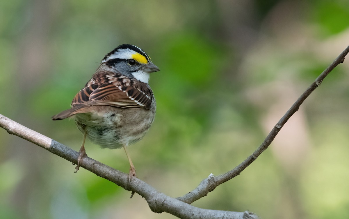 White-throated Sparrow - ML457664561