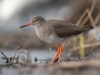  - Common Redshank