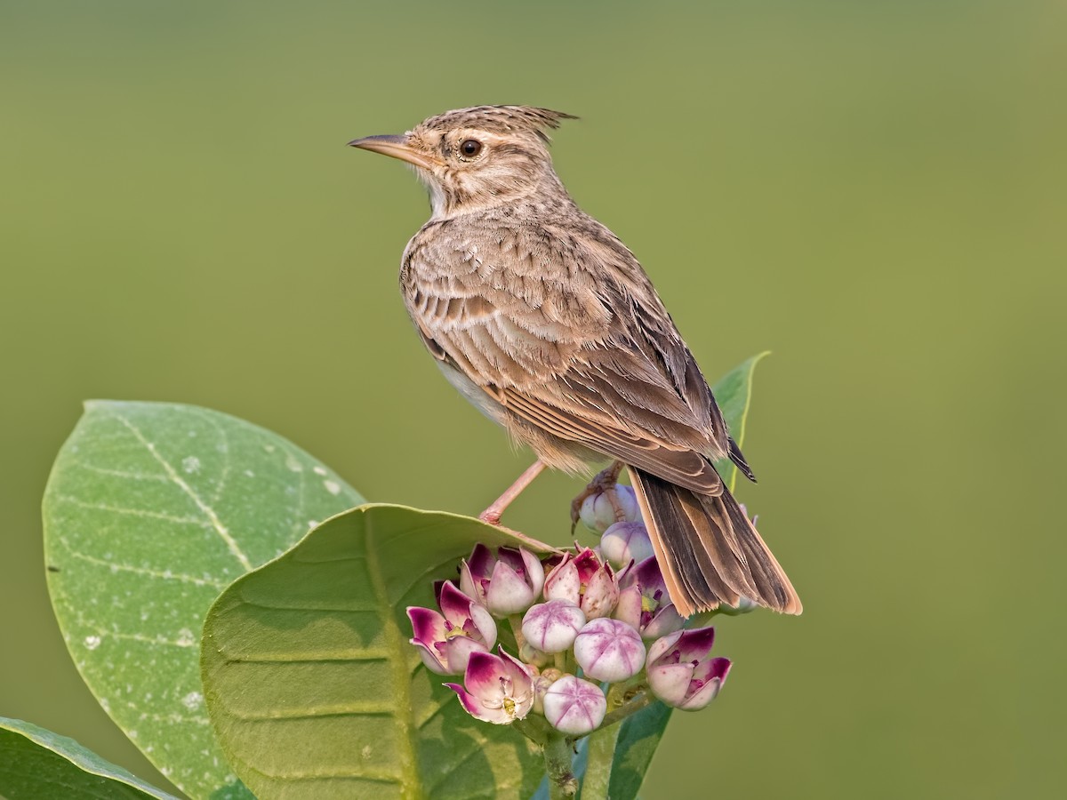 A lark sings in the desert sun