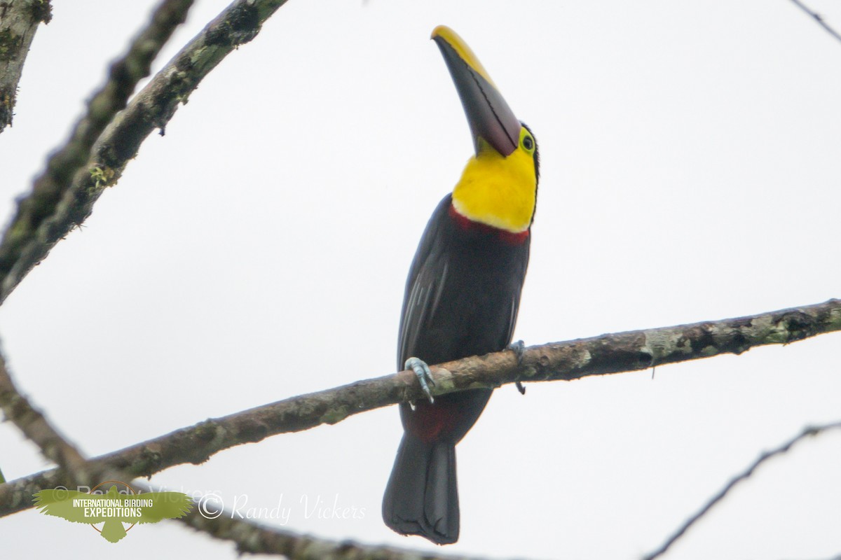 Yellow-throated Toucan (Chestnut-mandibled) - ML457667101