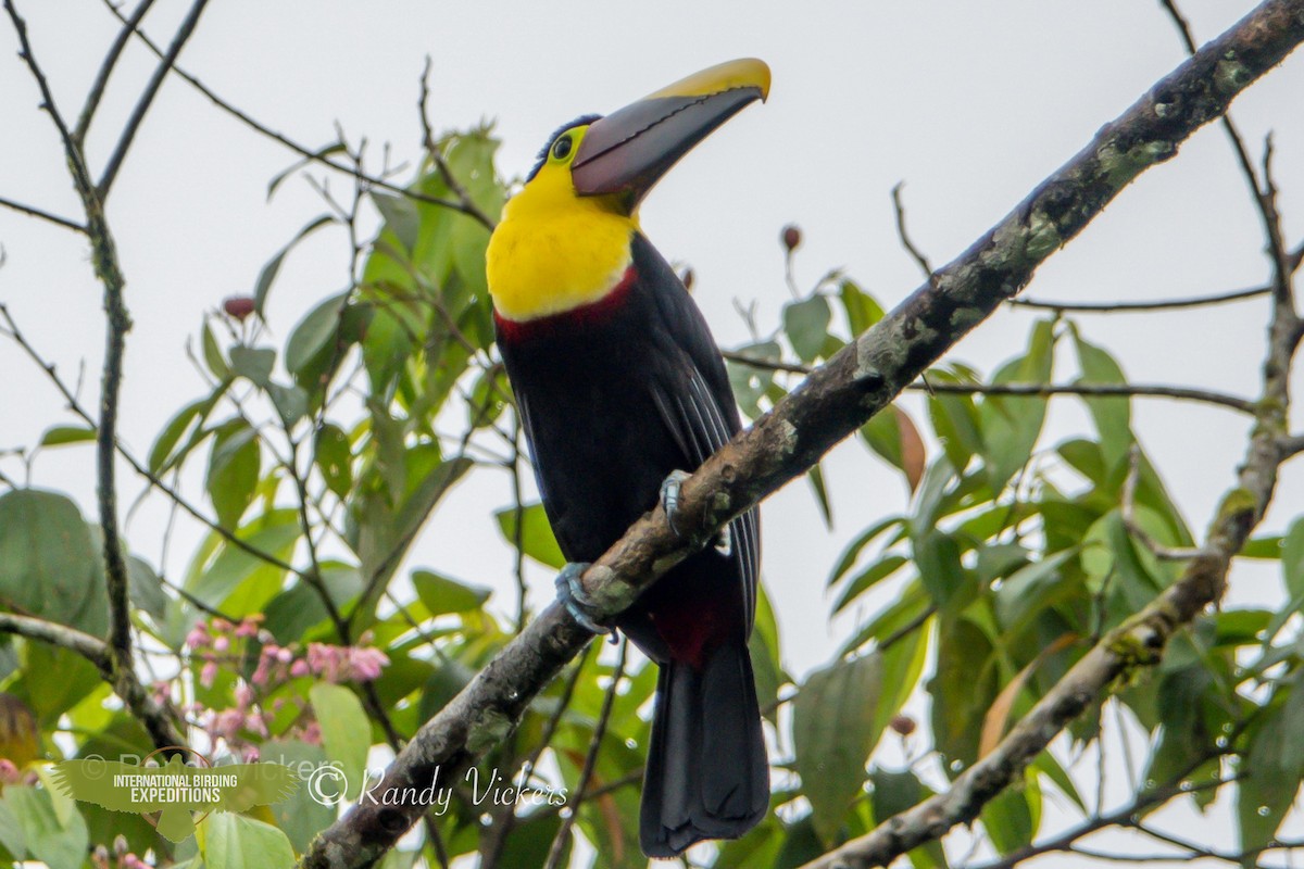 Yellow-throated Toucan (Chestnut-mandibled) - ML457667121