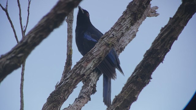 Philippine Fairy-bluebird - ML457668231