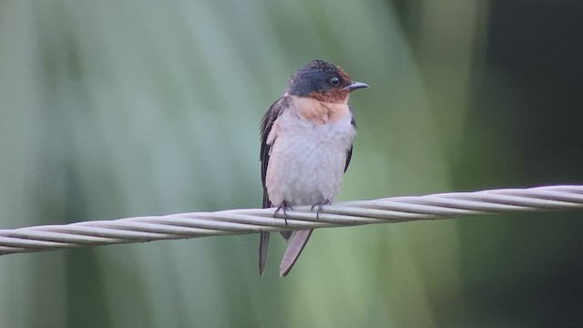 Pacific Swallow - ML457668761