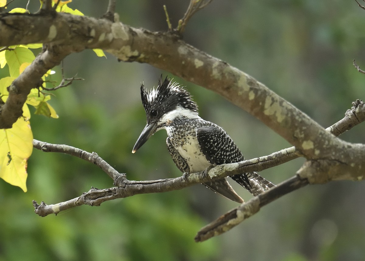 Crested Kingfisher - ML457670901