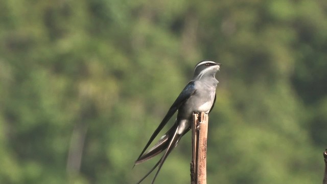 Moustached Treeswift - ML457690